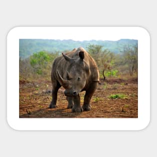 White Rhinoceros Zulu Nyala Game Reserve South Africa Sticker